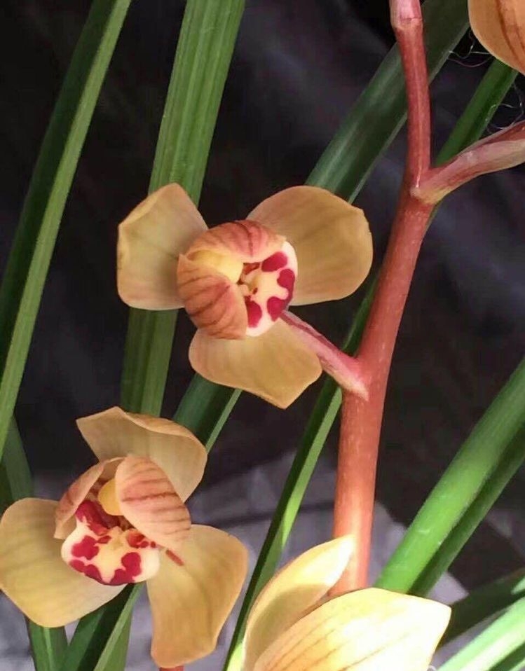 保山莲瓣兰名品有哪些,保山莲瓣兰与贵州莲瓣兰对比