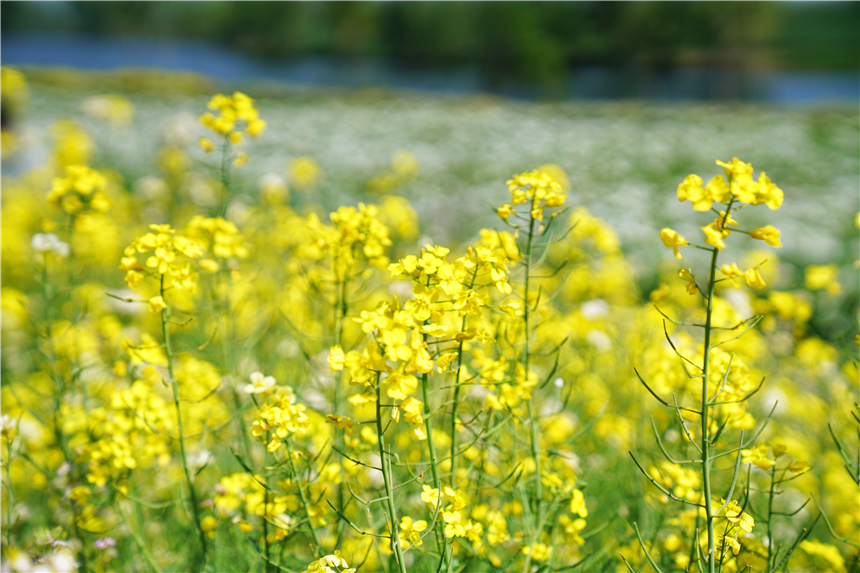 我和宿州有个约会，一场花事，一次慢旅行，探寻最烟火的宿州味道