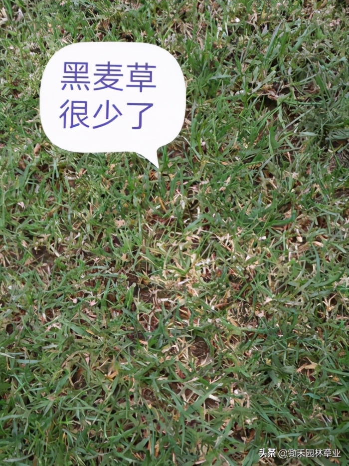 果岭草草坪介绍,果岭草的由来