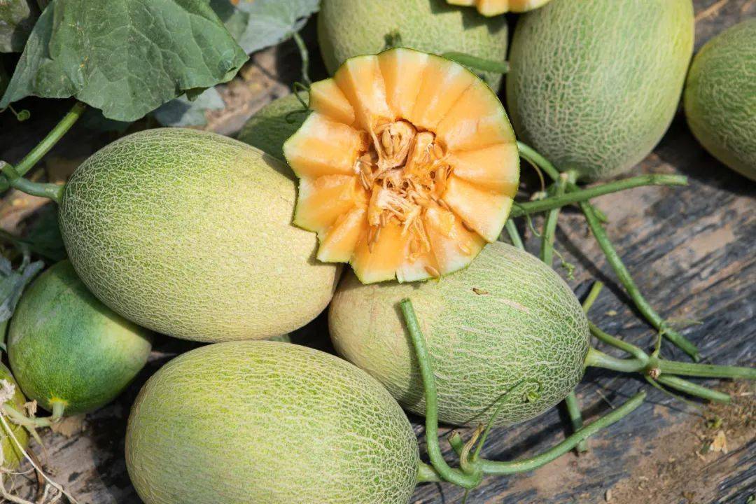 漫漫黄沙终拂去，甜甜蜜瓜始到来