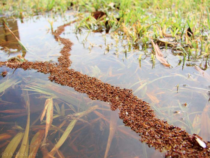 10年入侵169个县，南方多地泛滥成灾，十分危险，遇到要小心