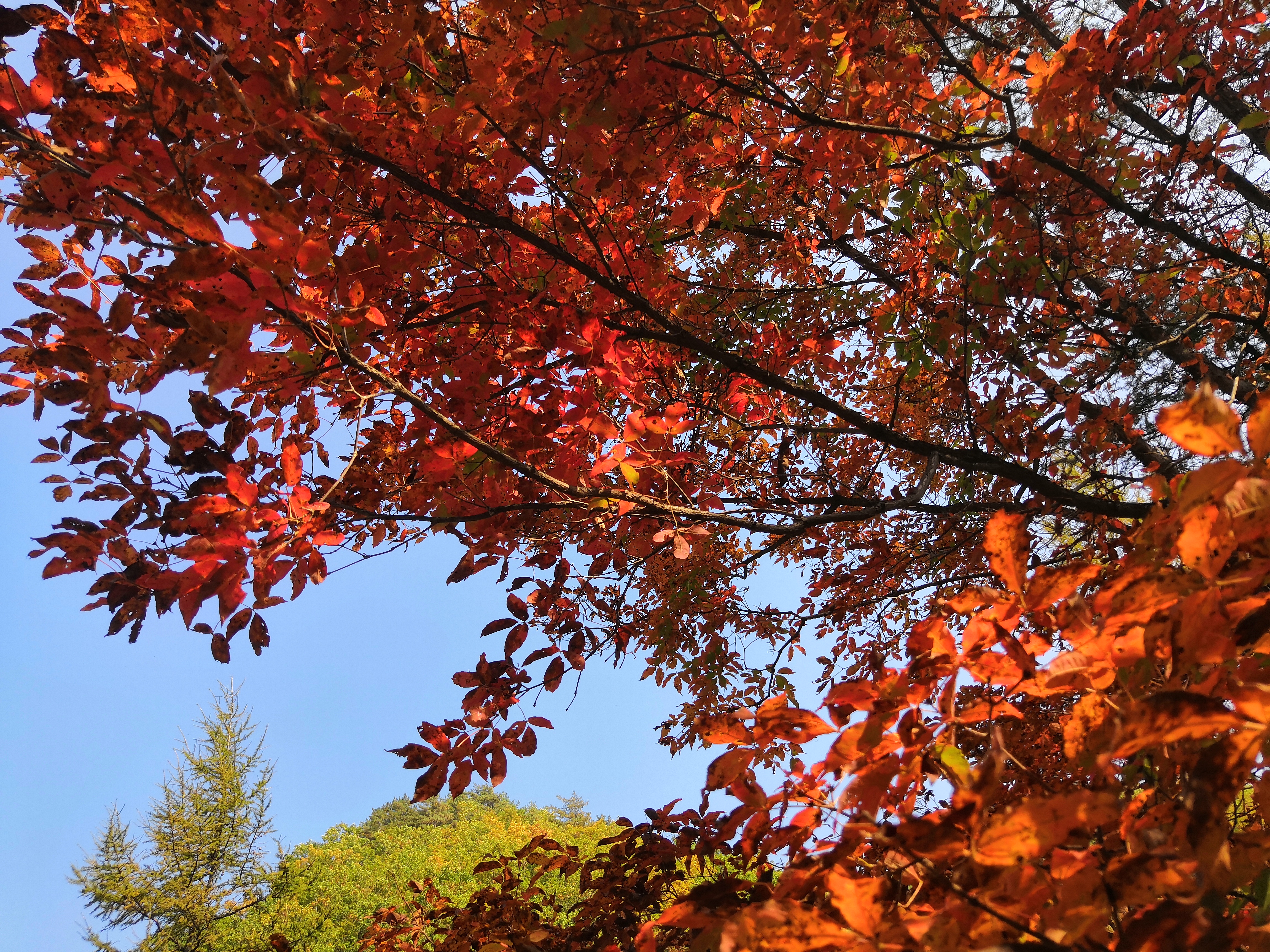 本溪桓仁旅游攻略自驾游,十一本溪桓仁枫叶自驾游攻略