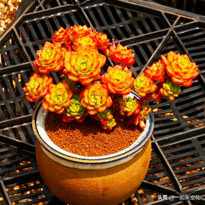 多肉蒂亚小苗怎么养好,养多肉一个月的变化