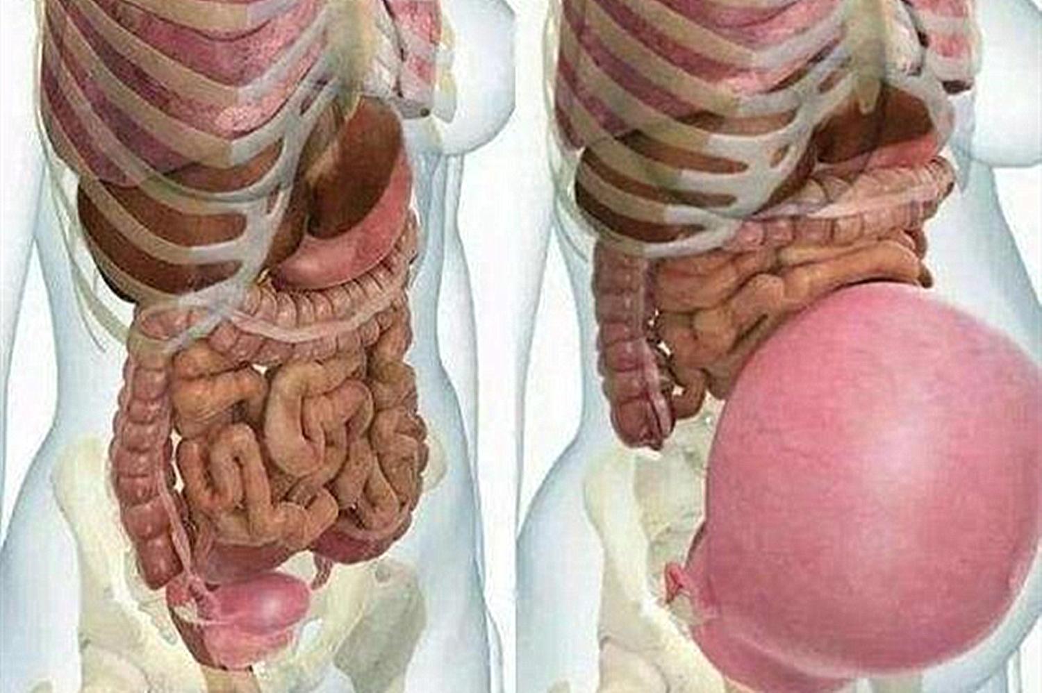 孕后期各个器官的位置,一张图告诉你孕妈妈的内脏去哪了