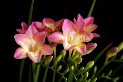 24个节气24朵花,你觉得24节气里面哪个节气最美