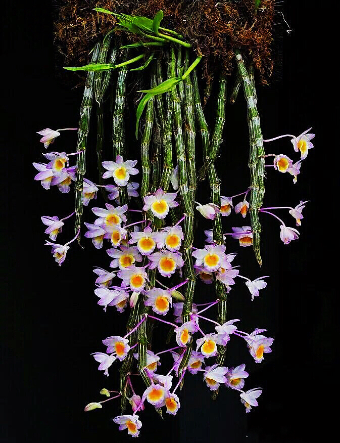 大自然石斛花,哪种石斛花好看又好吃