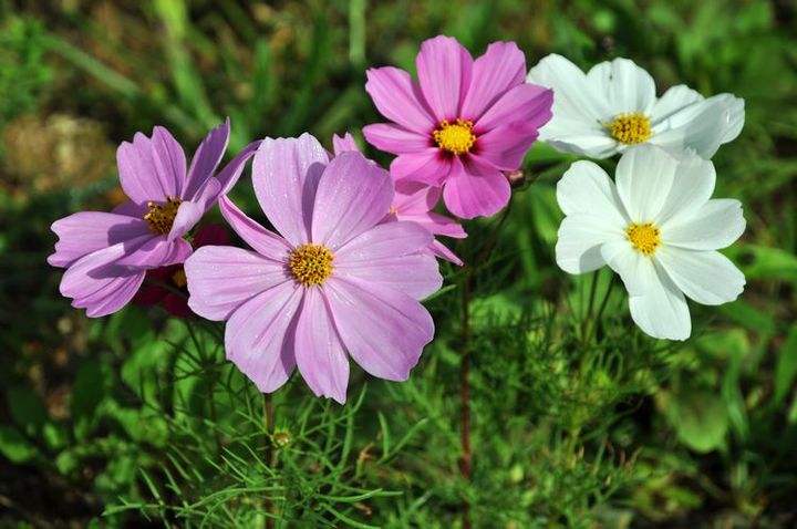 教师节给老师送什么花好,教师节应该给老师送什么花最合适