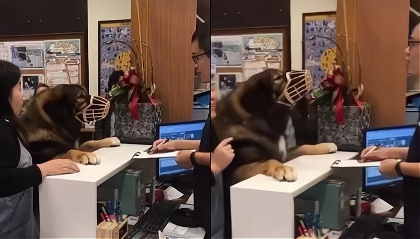 带狗狗打针回来很狂躁,带着狗子去打针