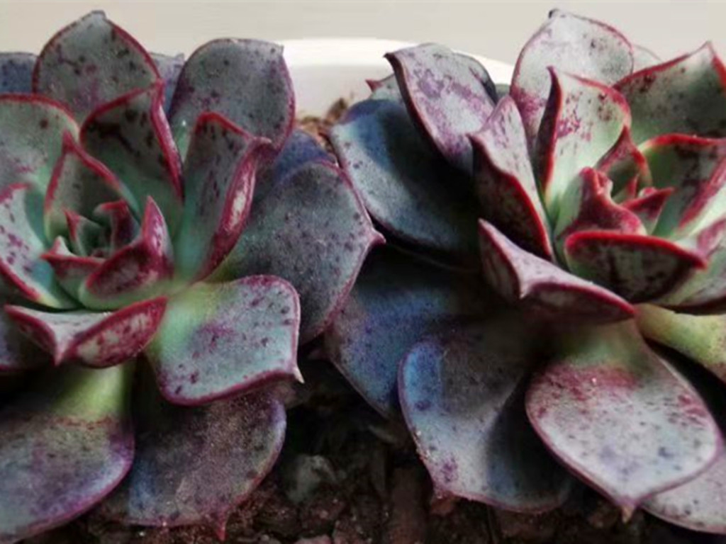 想把月季养好一定要用营养土吗,圆叶罗西玛怎么养护