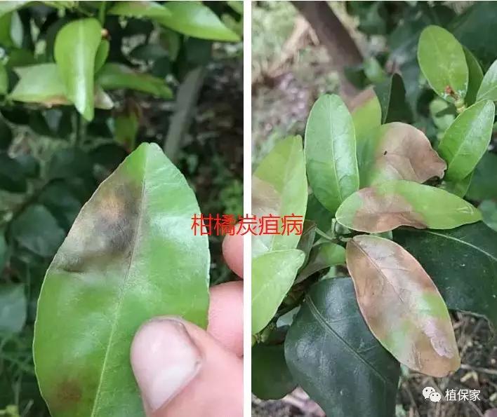 炭疽病怎么来的,炭疽病症状如何预防