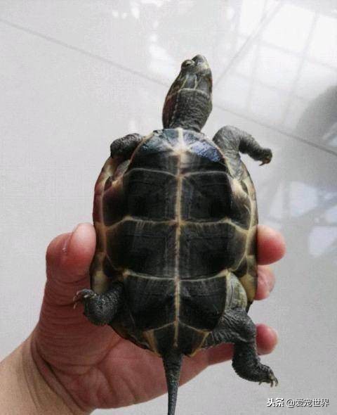 孩子被乌龟咬了需不需要打疫苗,乌龟需要打疫苗吗