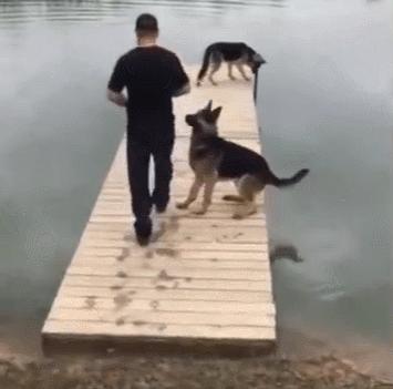 养狗新手与老手的区别,养狗为什么要养纯种犬