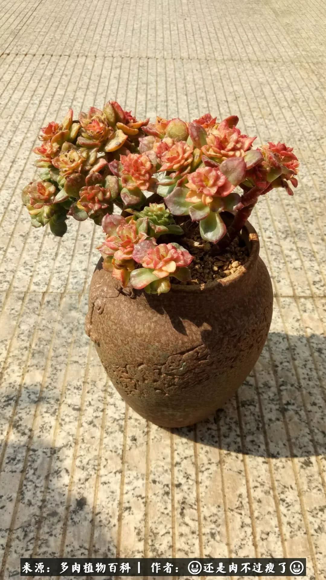 日照弘一法师,日照法师请师父