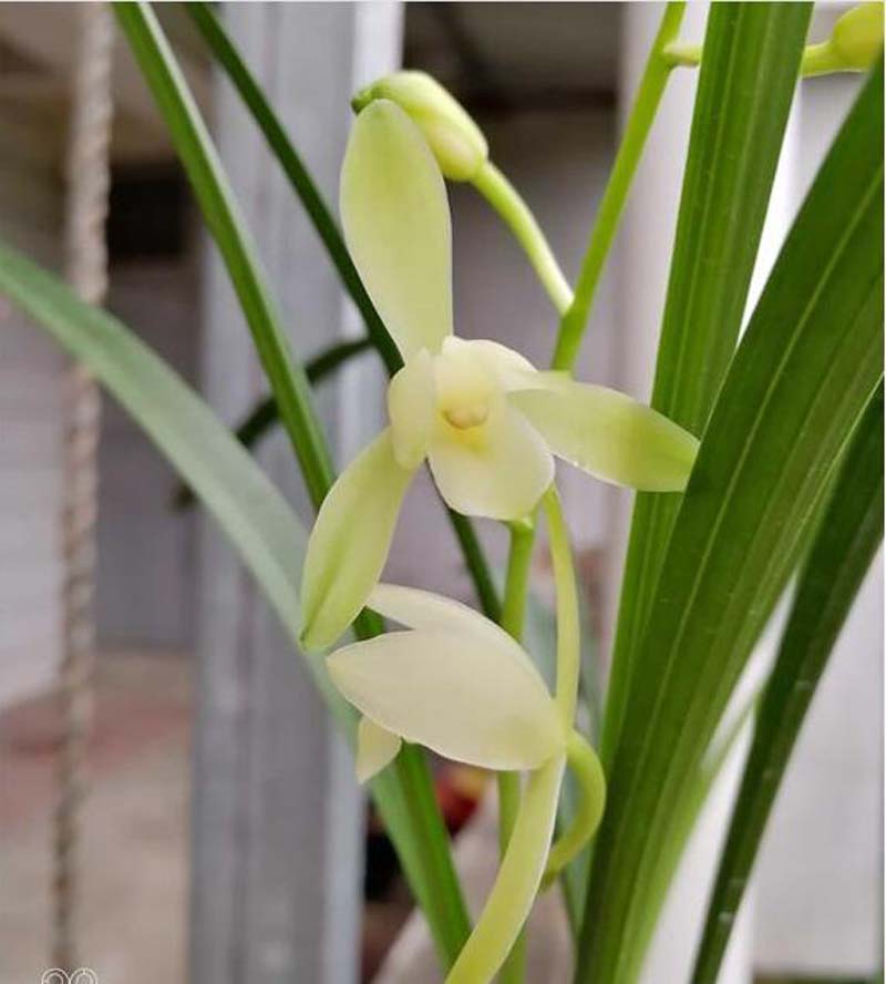 传统铭品与下山兰的选择与培育