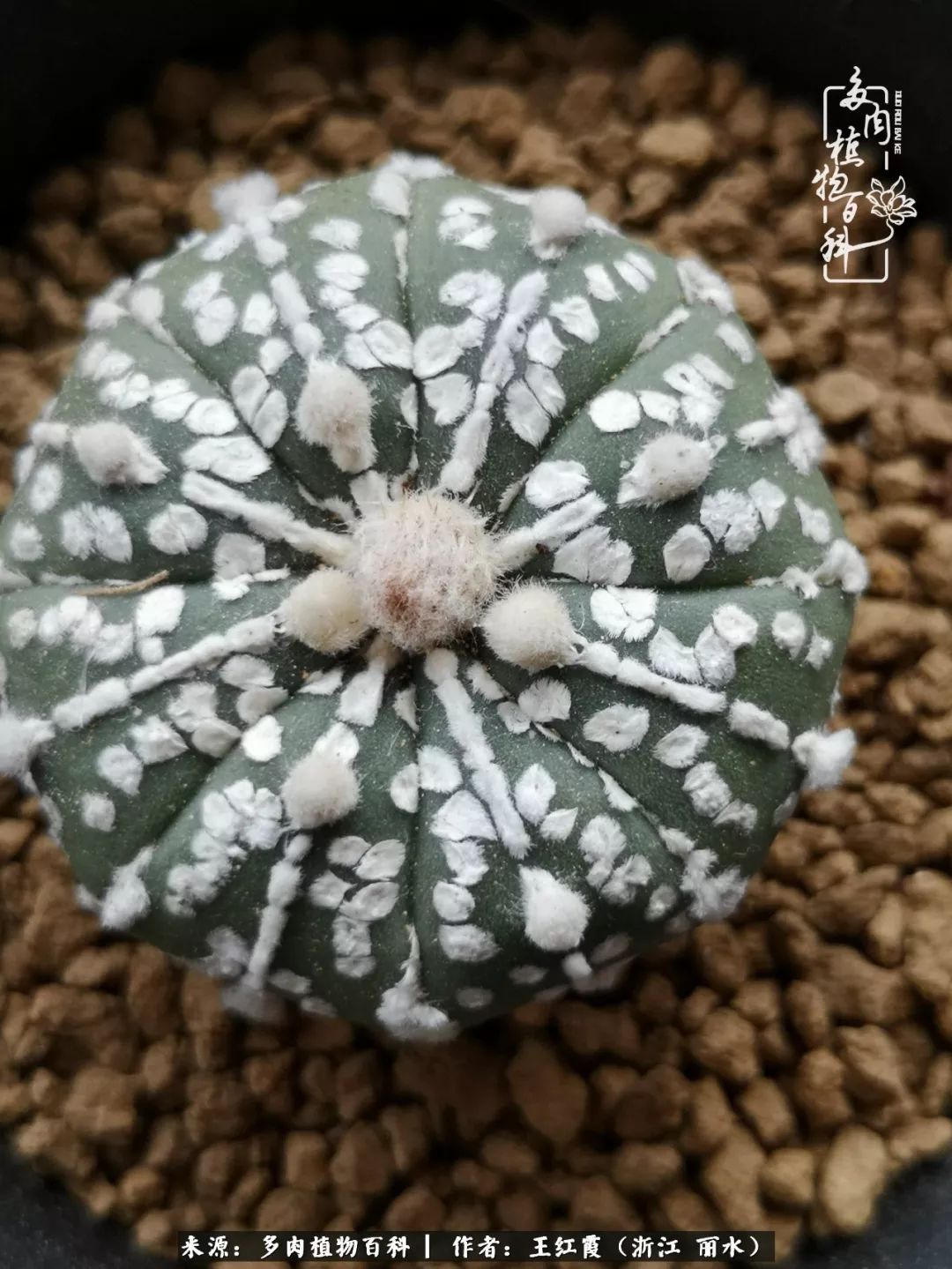 仙人球露养条件,仙人球的露养方法