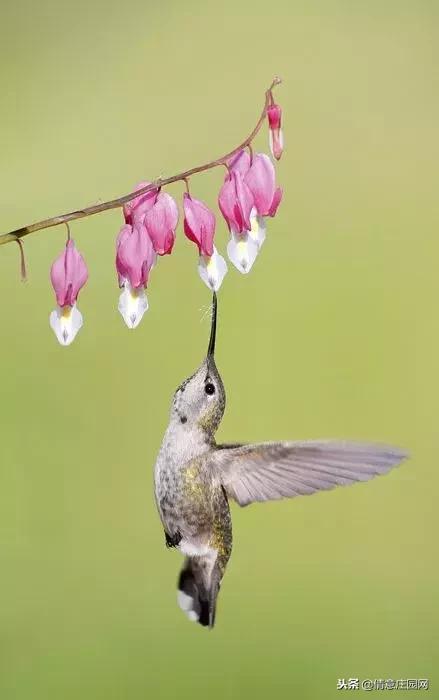 一只会听人话的小鸟,小鸟戴帽子变脸