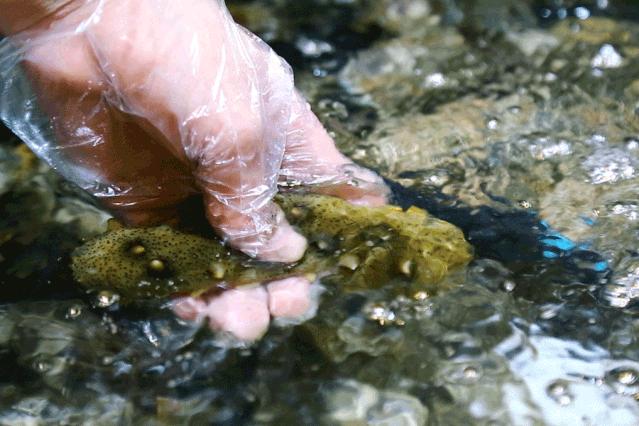 帝王蟹波龙象拔蚌,陆家嘴帝王蟹