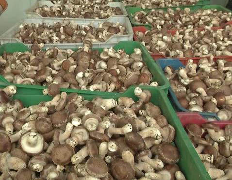 种植香菇一亩能产多少斤干货,农村大哥种18亩地