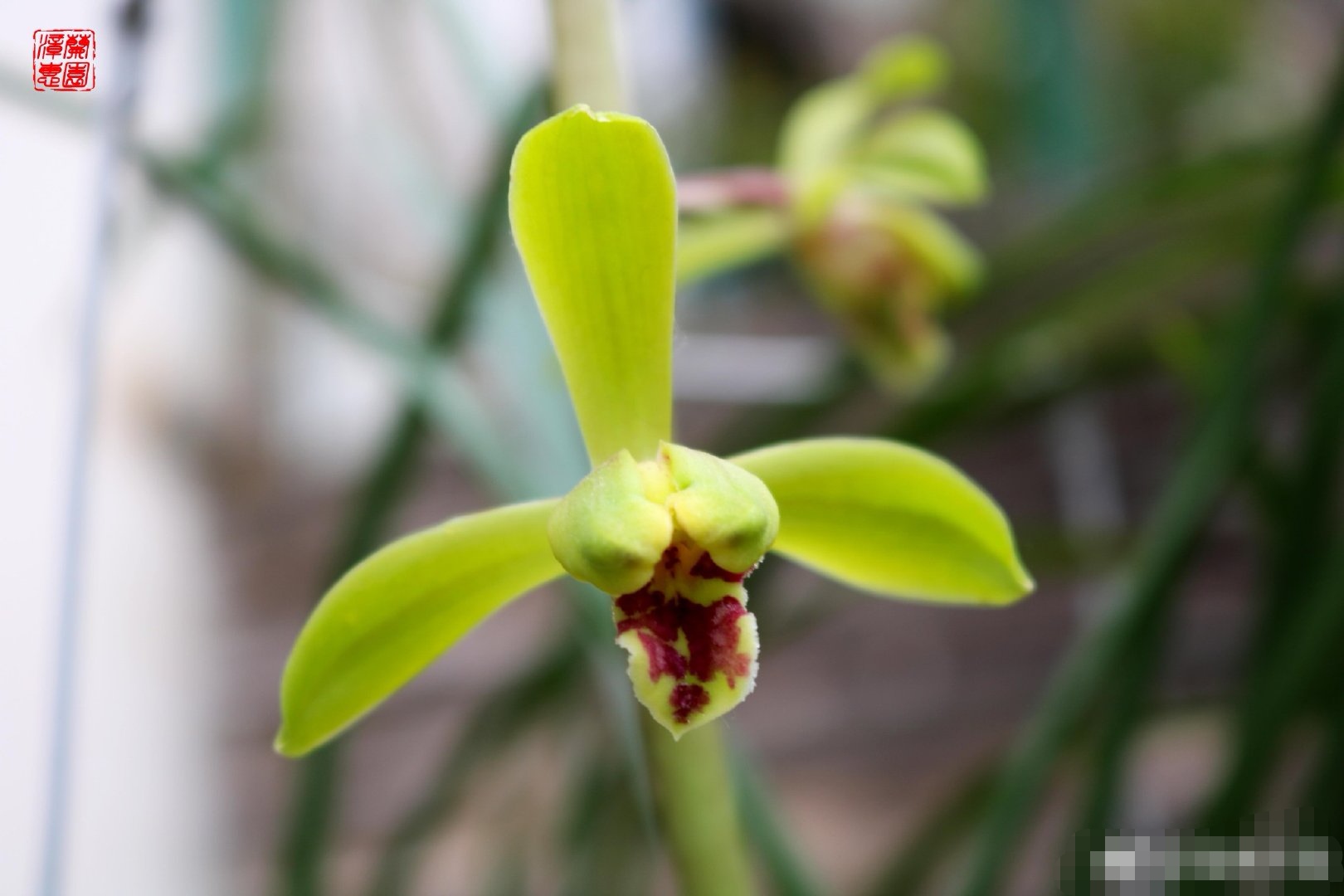 蕙兰老八种里最好看的品种,蕙兰中最值得入手的品种