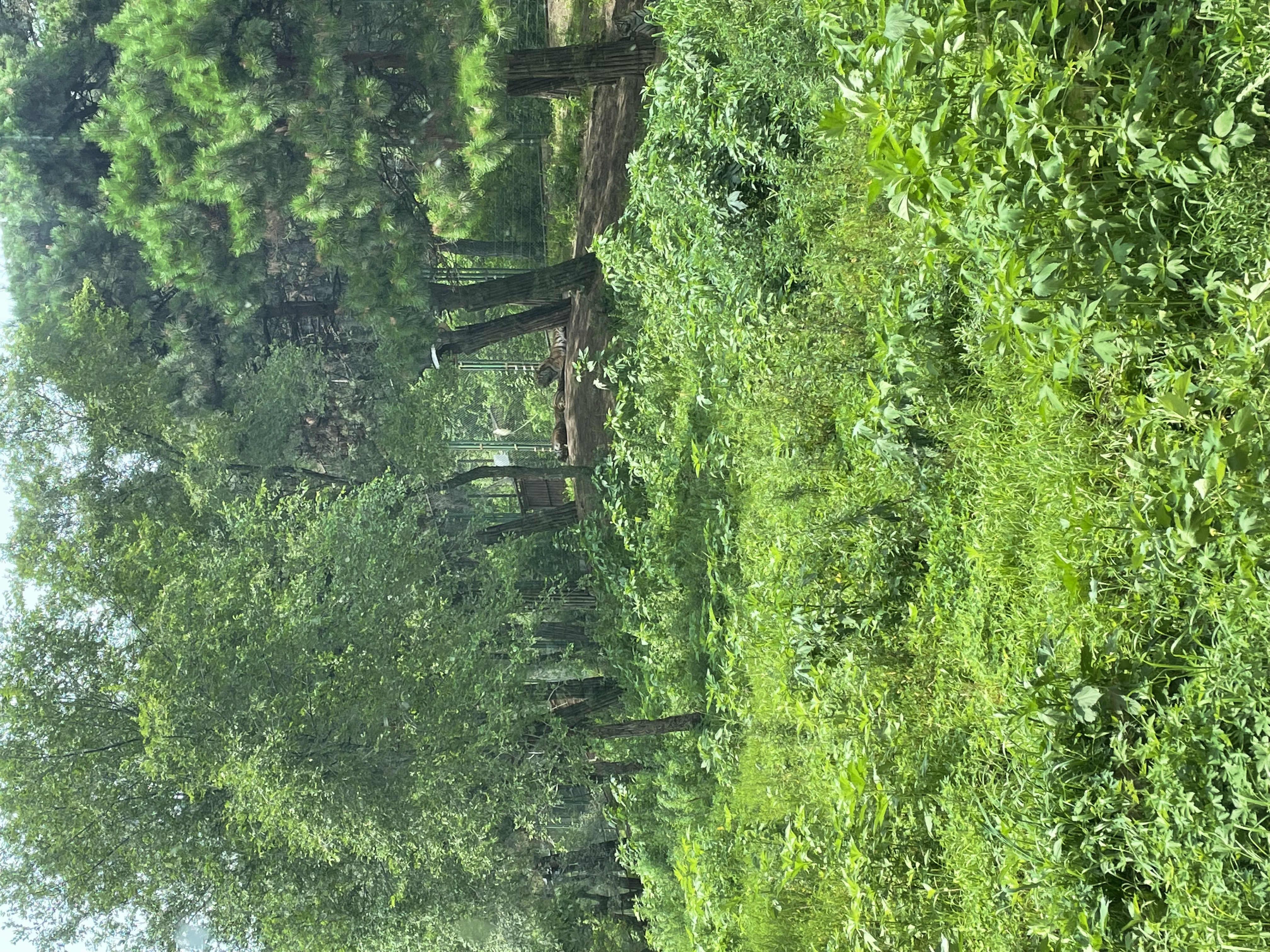 沈阳森林动物园春游,五一小长假去沈阳森林动物园游玩