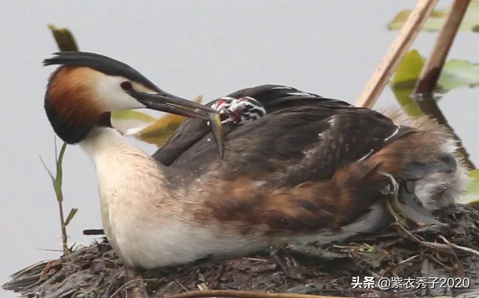 刚出生的鱼宝宝很大,刚生出来的鱼宝宝不怎么动呢