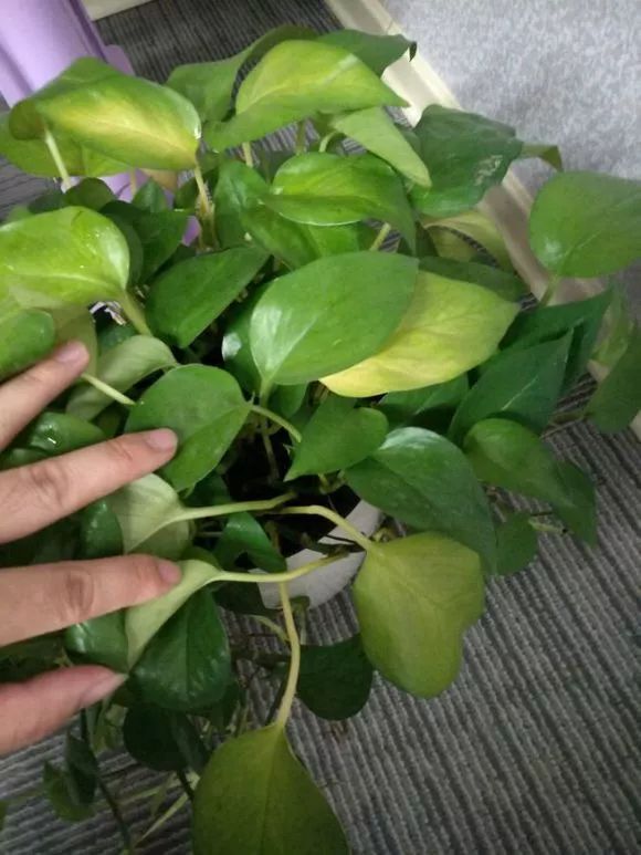 发财树和绿萝哪个好养活,发财树春天掉叶子挽救方法