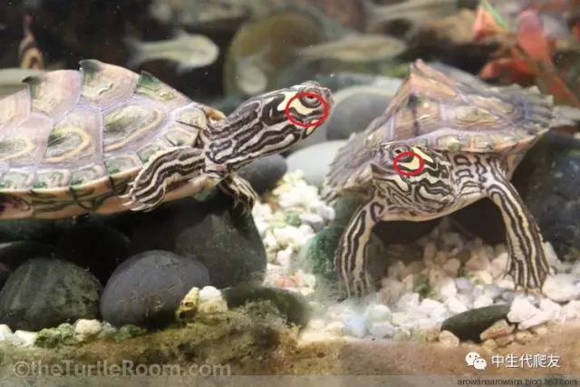 正宗的地图龟,史上最差的地图龟