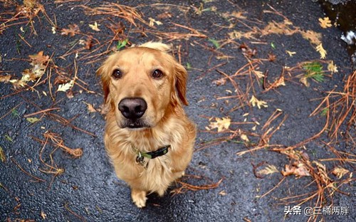 金毛长高的最佳方法,金毛如何提升智商