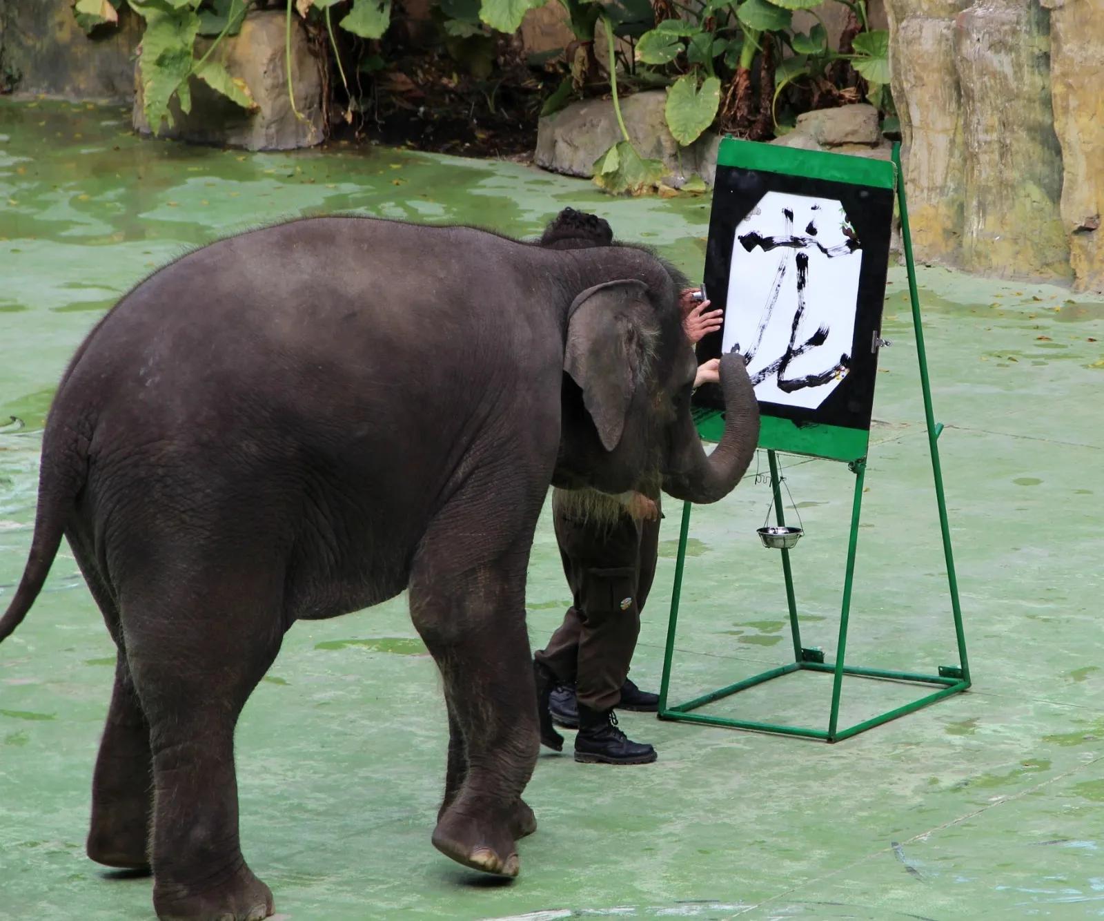 到长隆野生动物园坐地铁到哪站,广州长隆野生动物园玩一圈多久