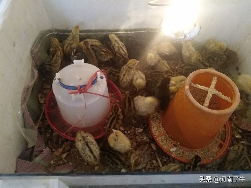 在家里如何孵化小鸡,自己在家怎么简单孵化小鸡