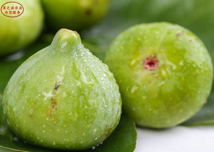 无花果被称为生命之果,生命之树盆栽