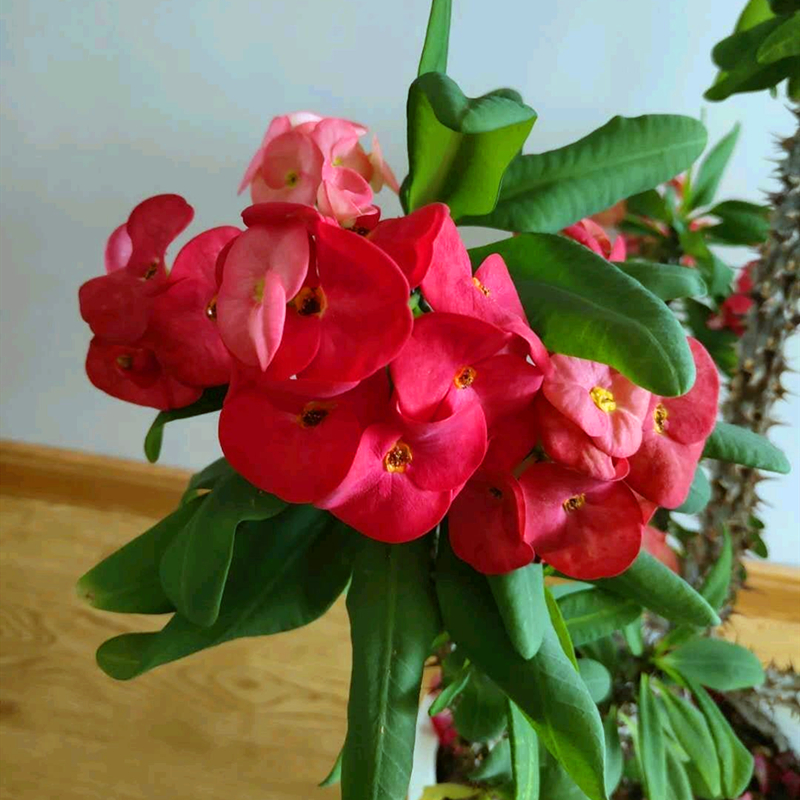 虎刺梅真的有毒吗家中养不好吗,虎刺梅有毒吗视频