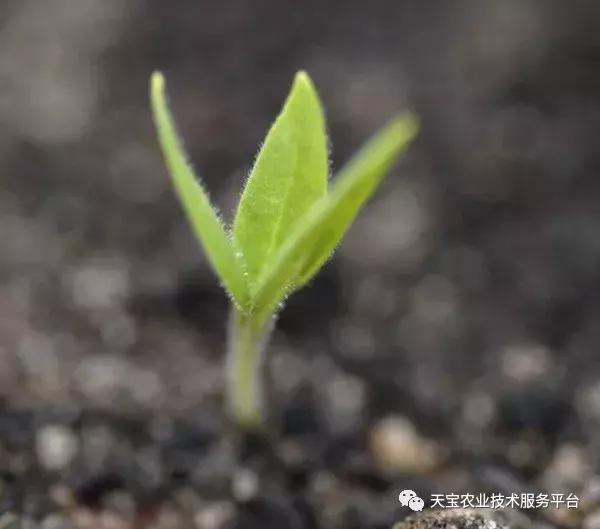 怎么识别种子,陈种子的鉴别方法视频