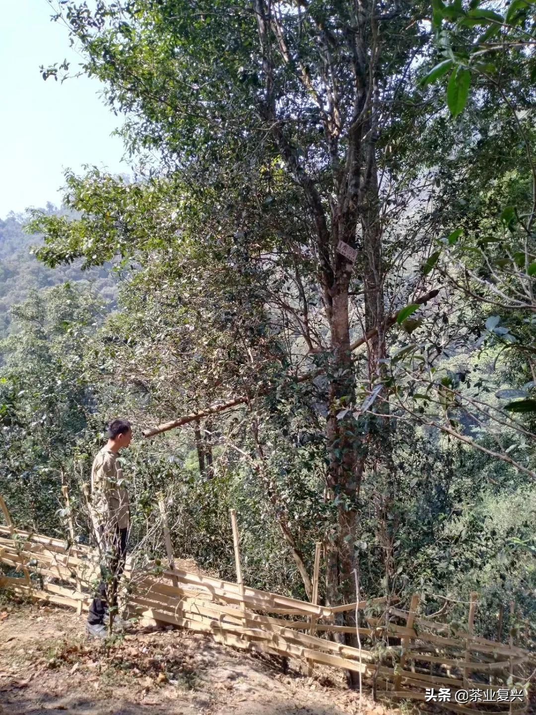 如果没有会喝易武茶的人，好茶的存在就没有意义
