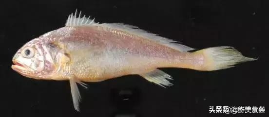 曾是四大海产之一，靠叫声互相识别，却被人类用噪声团灭