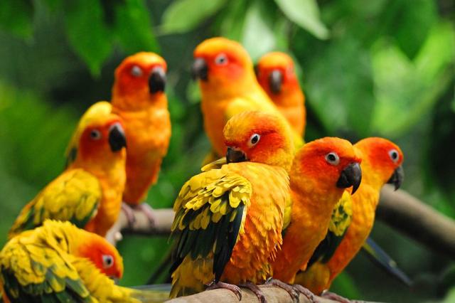 金刚鹦鹉和葵花鹦鹉智商,葵花鹦鹉和灰机鹦鹉哪个聪明