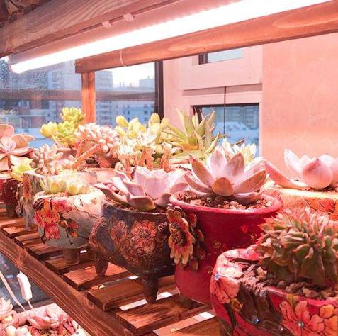 小多肉徒长了怎么控回来,多肉徒长的最佳方式