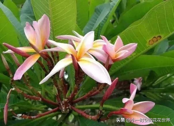 花花世界很美好下一句,花花世界很独特