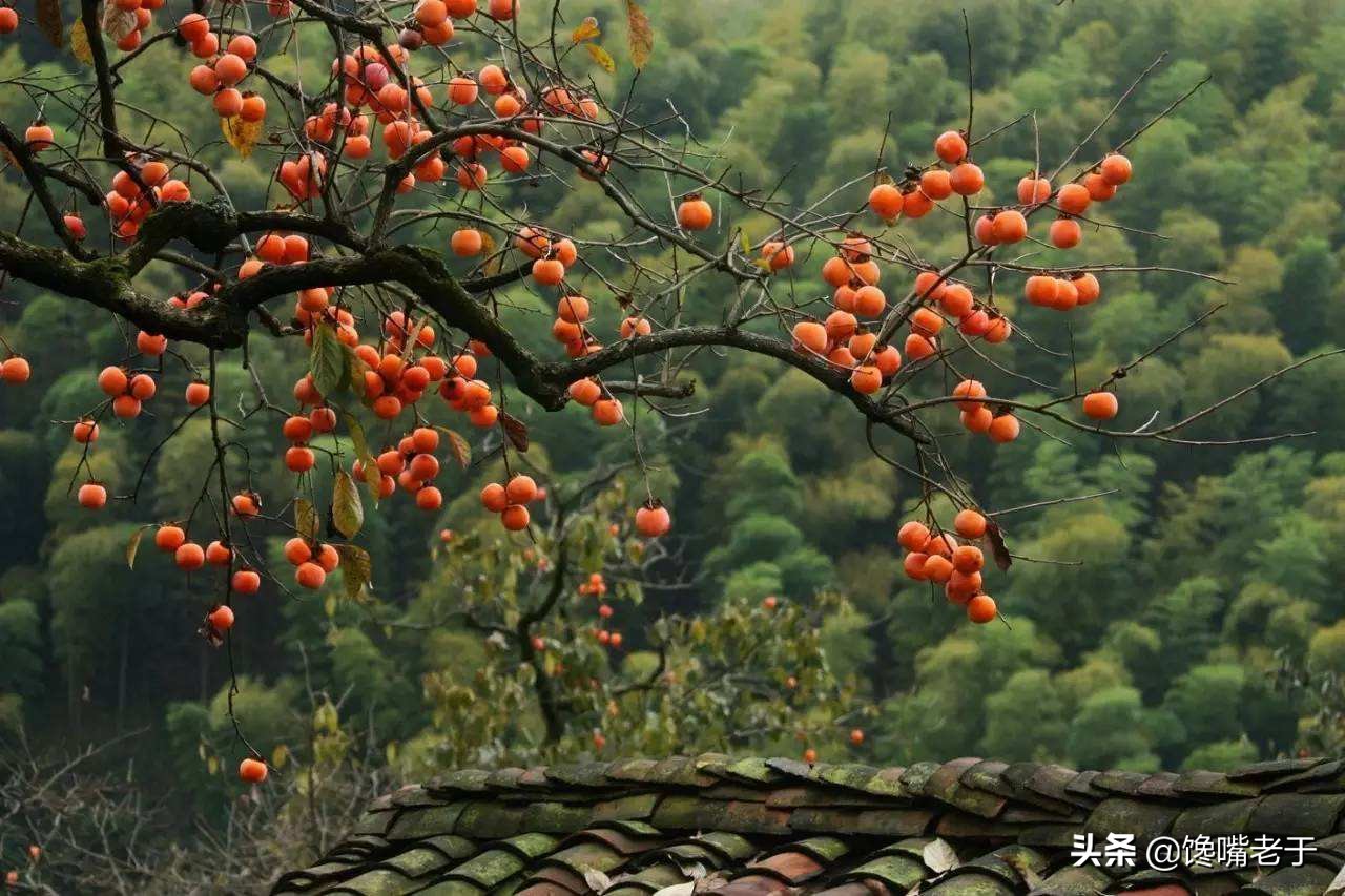 绔嬬鍚庣殑娌欐紶瑗跨摐,鍏ョ鍚庣殑瑗跨摐鑳戒笉鑳藉悆