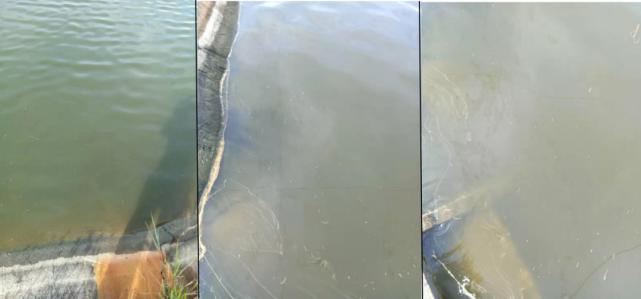 肠道菌的功效与作用,丁酸梭菌对水产动物肠道的作用