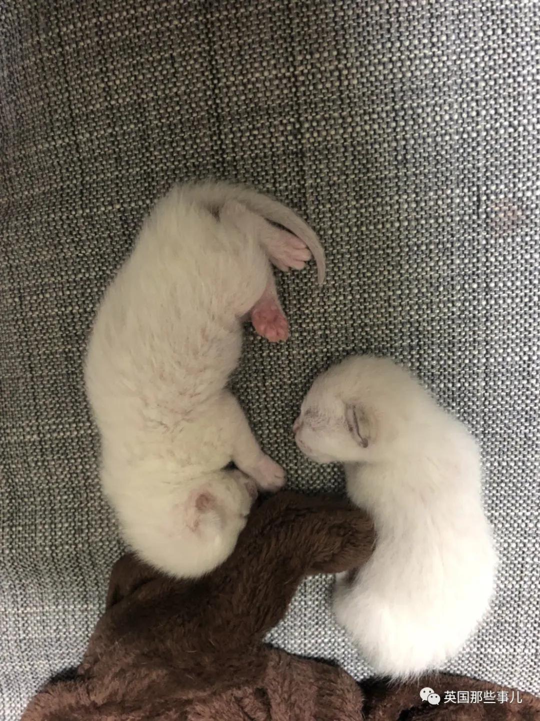 养暹罗猫会得什么病吗,养暹罗猫就像开盲盒