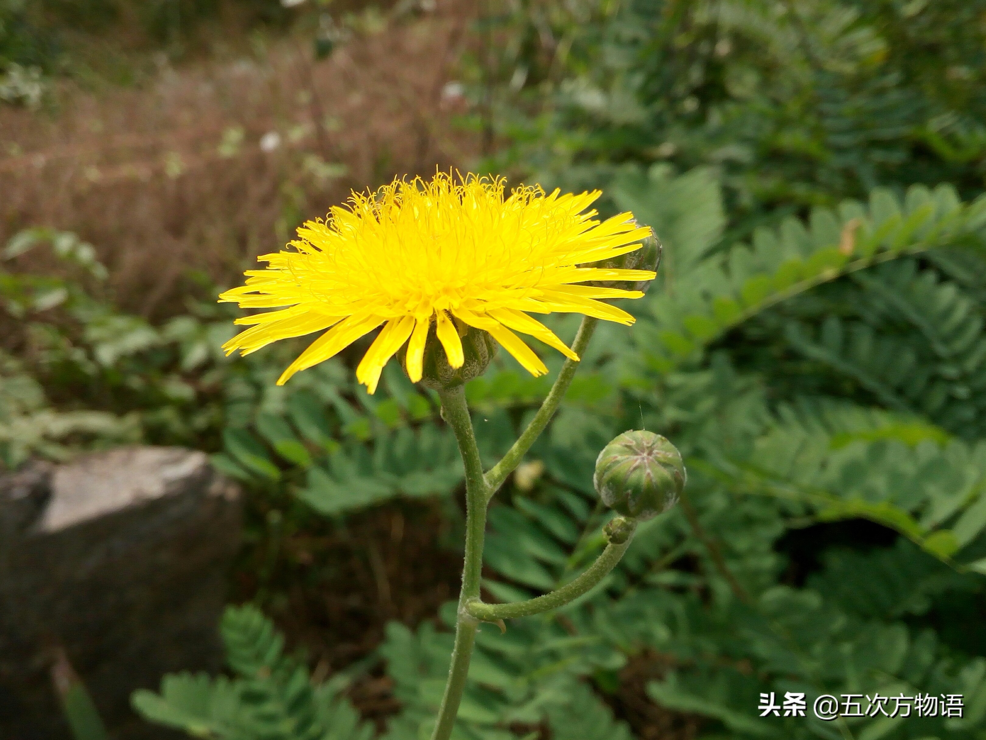 蒲公英泡水喝的利与弊你了解多少,关于蒲公英的知识科普