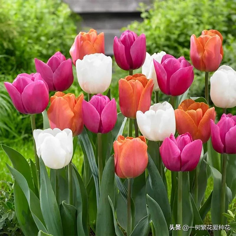 最毒的五种花不能在家里养,家里不能养的六种花会招来鬼