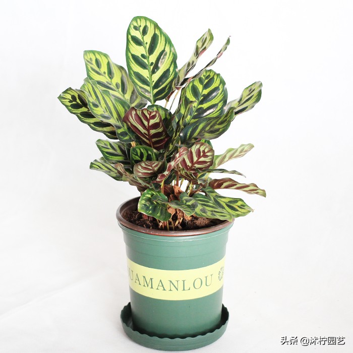 孔雀身体发白,孔雀竹芋矮小