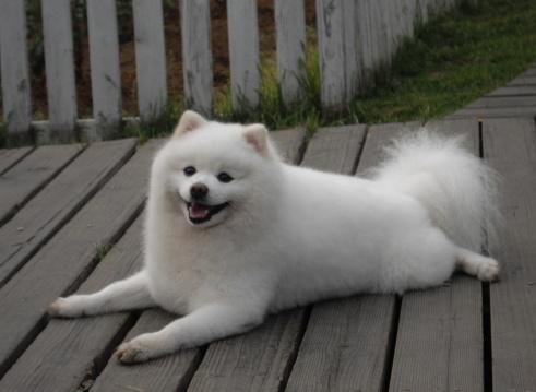 母狗排尿频繁是怎么回事,母狗频繁尿尿不出来