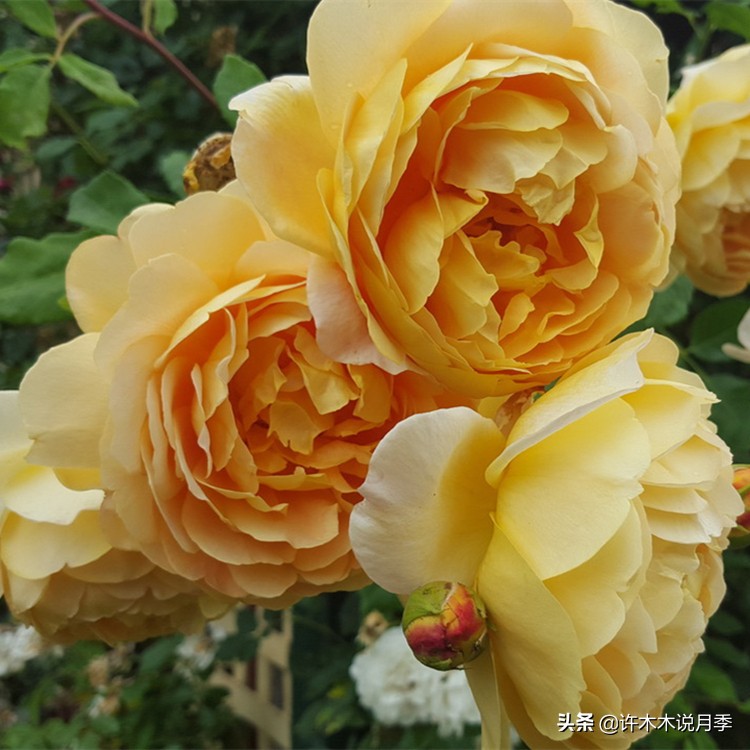 阳光不充足养什么绿植,阳光不足的阳台养什么花