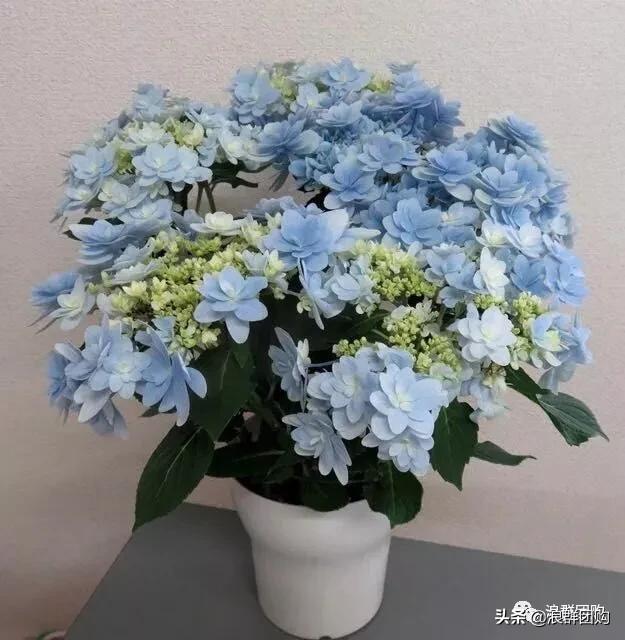 十种好看的绣球,最好看的绣球花视频