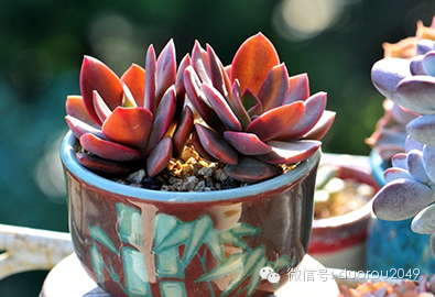 适合云南养的多肉,云南露养最好养活的多肉