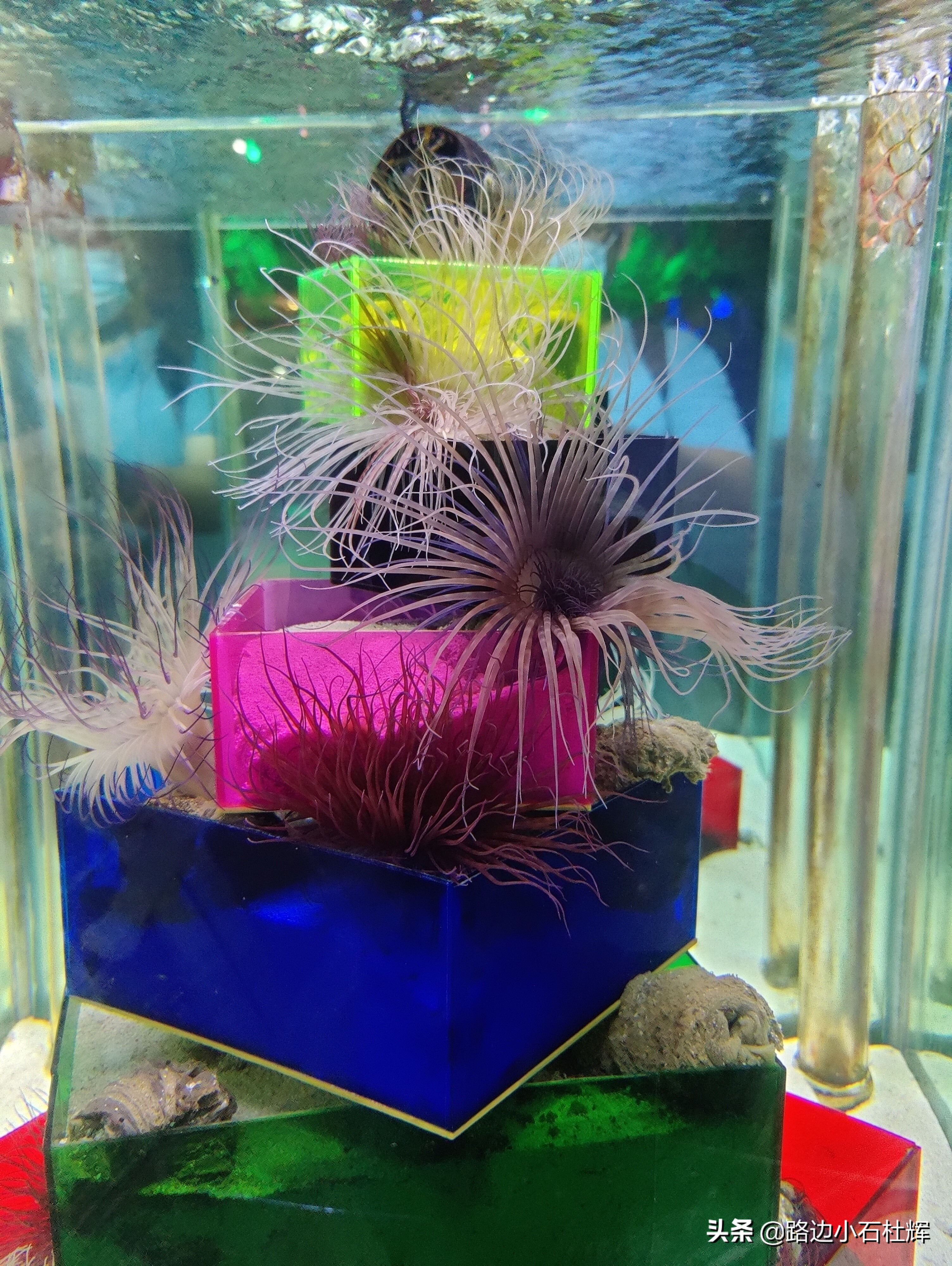 北京海洋馆游玩一览表,北京太平洋海洋馆海底世界