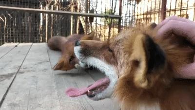 俄罗斯小哥救了兔狲,俄罗斯小哥救了只兔狲